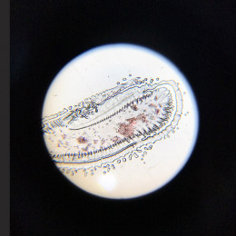 Насекомые (№1) — набор образцов для микроскопа (12 шт)