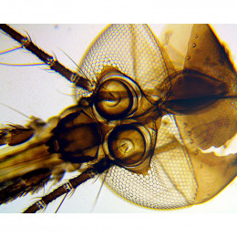 Микроскоп Delta Optical BioLight 100