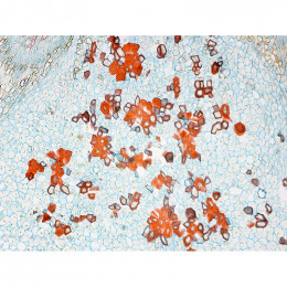 Микроскоп Delta Optical BioLight 500