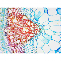 Микроскоп Delta Optical BioLight 500