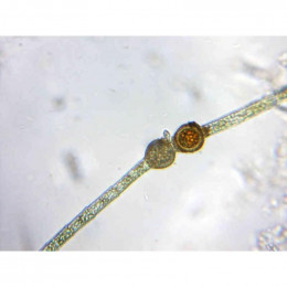 Микроскоп Delta Optical BioLight 100 (фиолетовый)