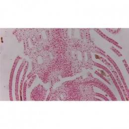 Видеоокуляр ToupCam XCAMLITE1080PA HDMI