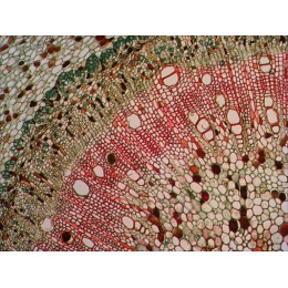 Набор готовых микропрепаратов Levenhuk N38 NG