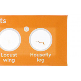 Набор микропрепаратов Levenhuk Discovery «Флора и фауна», 24 шт.