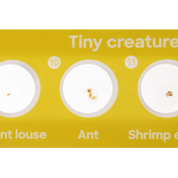 Набор микропрепаратов Levenhuk Discovery «Флора и фауна», 24 шт.