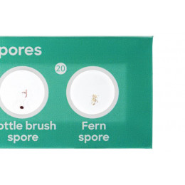 Набор микропрепаратов Levenhuk Discovery «Флора», 12 шт.