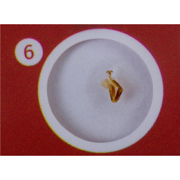 Набор микропрепаратов Levenhuk LabZZ C12, существа