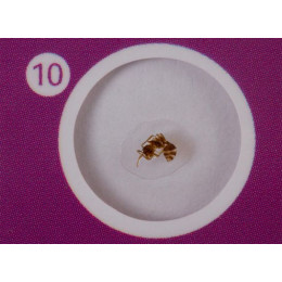 Набор микропрепаратов Levenhuk LabZZ C12, существа