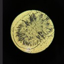 Цветы и фрукты (№3) — набор образцов для микроскопа (12 шт)