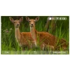 Прицел цифровой Veber DigitalHunt R44X6-48 LRF ночной